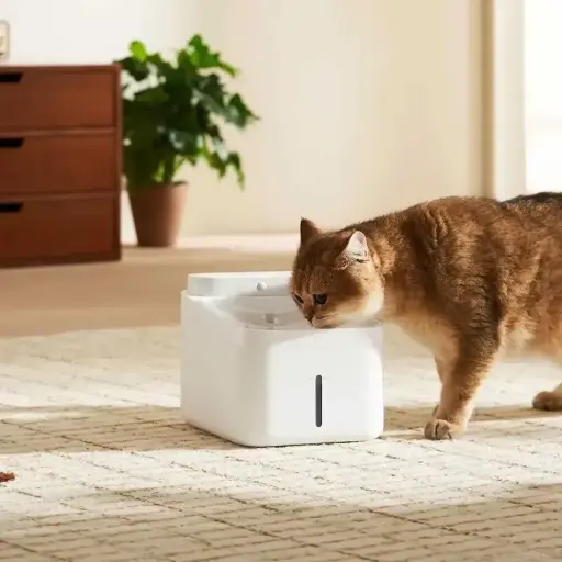  Best Automatic Cat Feeder